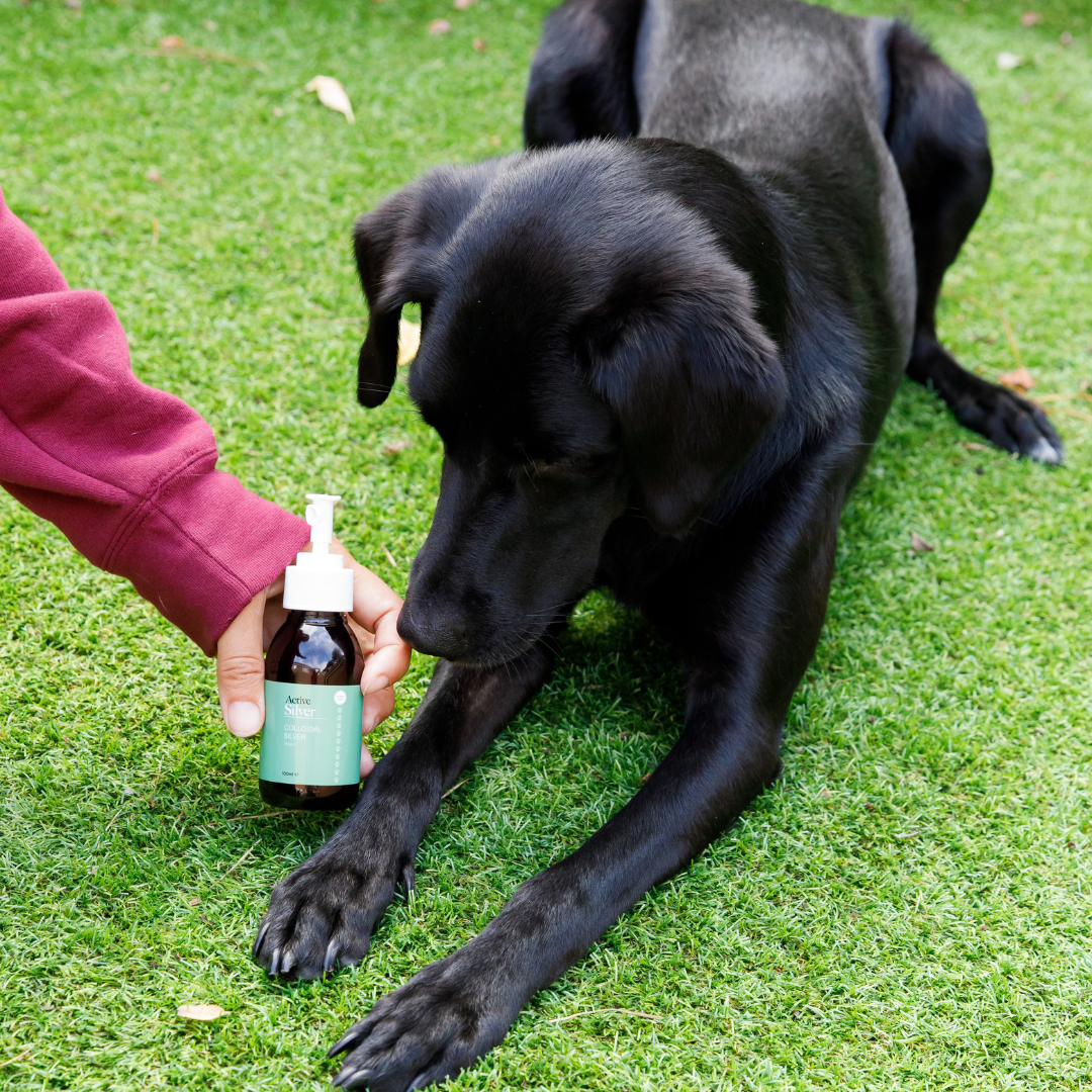 Colloidal silver sales for dogs uti