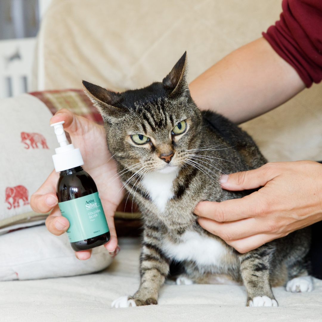 Colloidal silver for cats side outlet effects