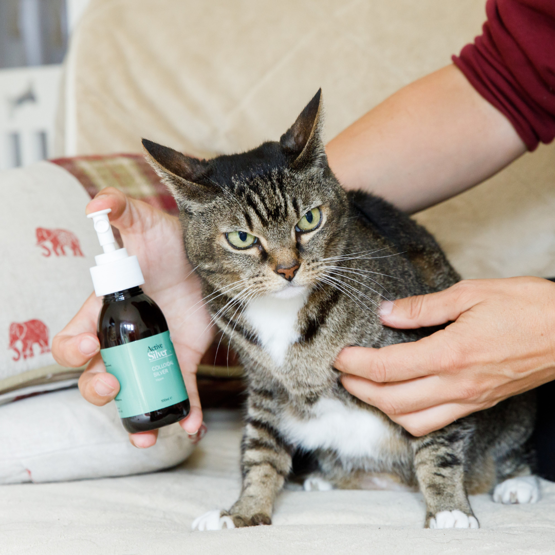 Cats and colloidal silver outlet