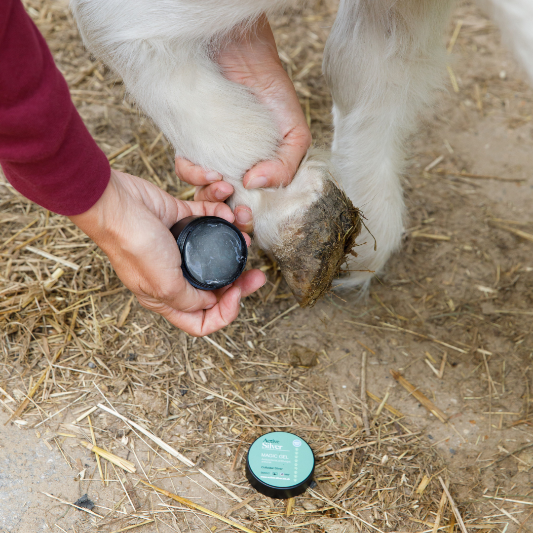 Animal Care Wound Care Kit