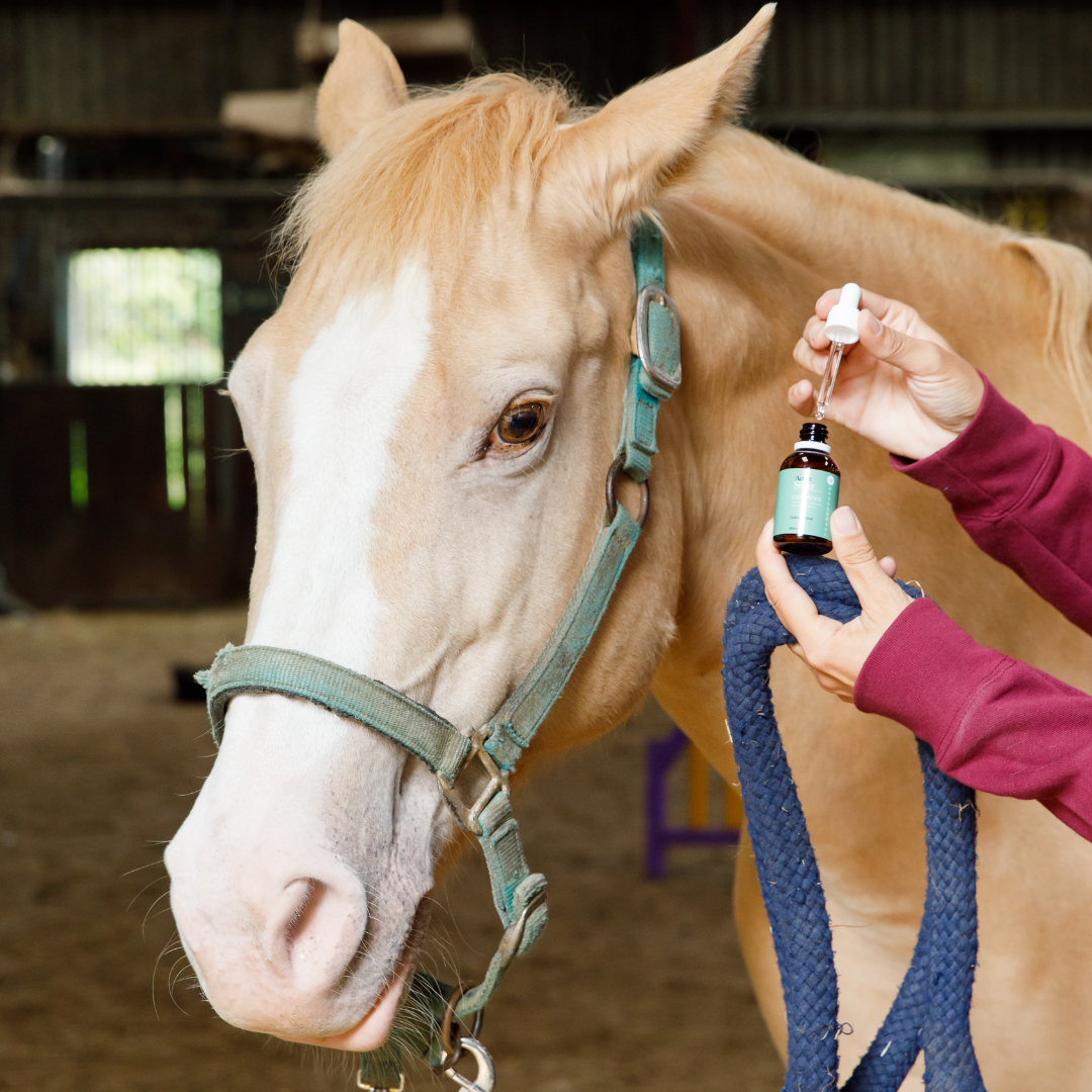 Active Silver Animal Ear Drops For Houses In 50ml
