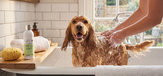 How Often Should You Wash Your Dog? The Art of Soothing, Not Just Cleaning