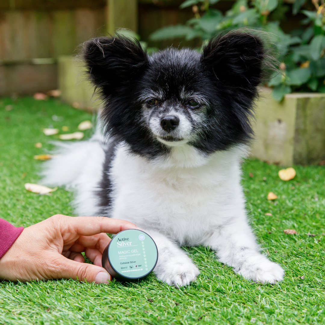 Colloidal Silver Gel for Dogs