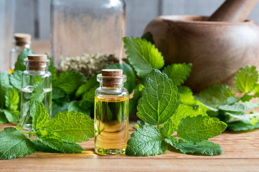 Melissa Essential Oil